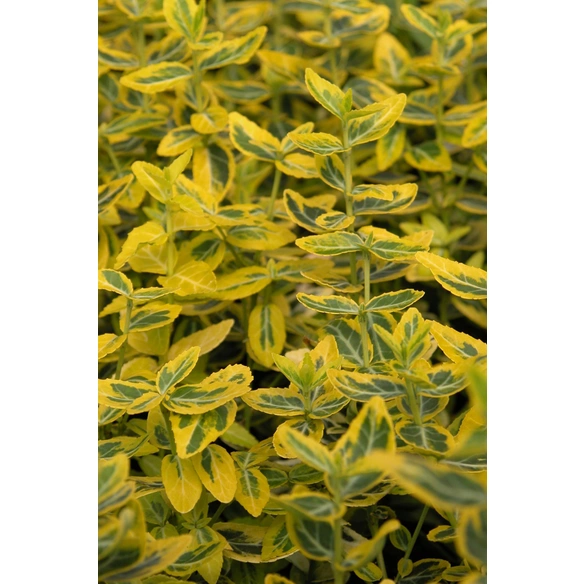 Spindelstrauch, Euonymus fortunei »Emerald Gold«, weiß, winterhart