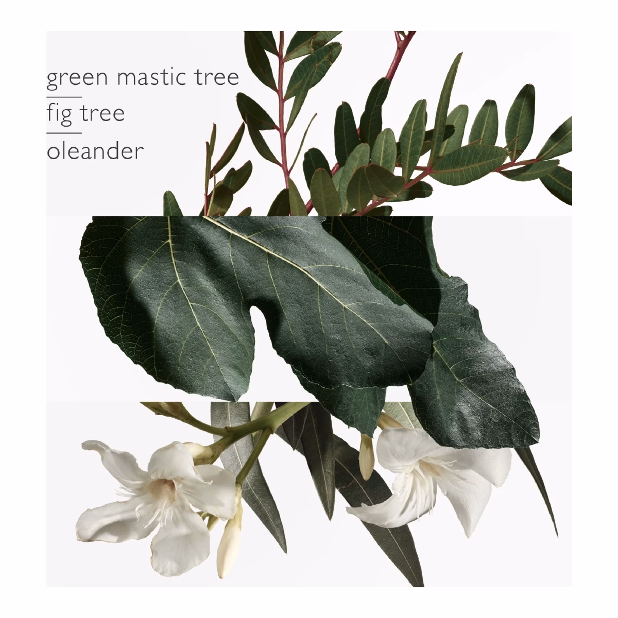 UN JARDIN EN MEDITERRANEEEau de toilette