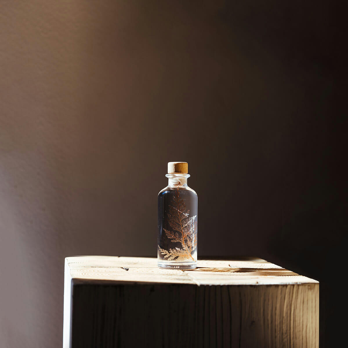 HERBARIUM DE THEOPHILE - Plante immergée Fougère Flocon blush