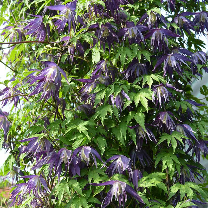 Klematis 'Blue Surprise'