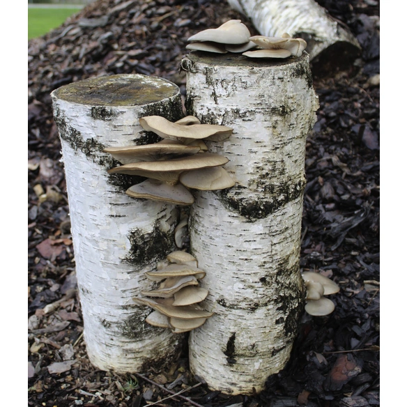Impfstäbchen Bio Austernpilz, für den Garten