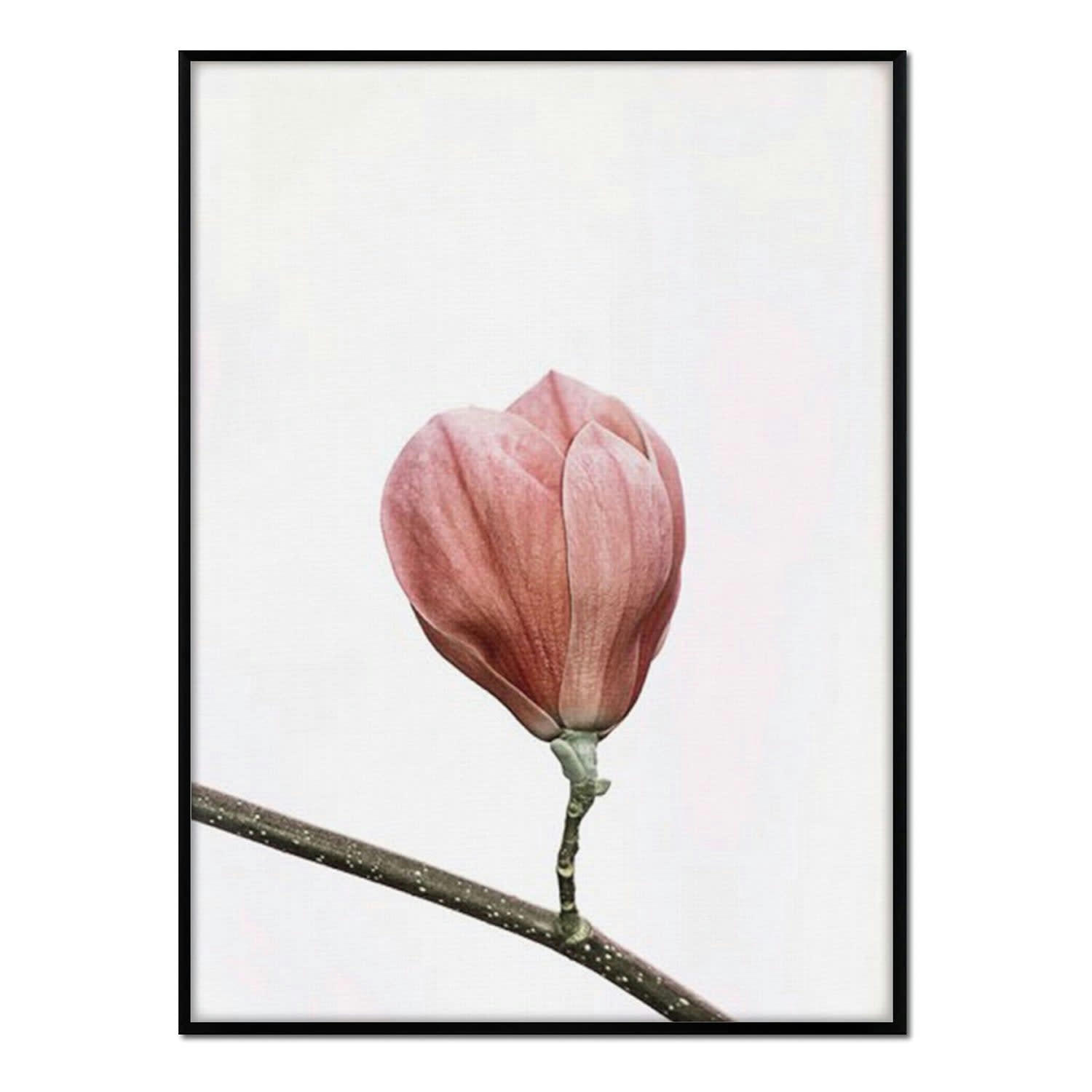 FLORES - Affiche avec cadre noir - Lys fermé - 30x40