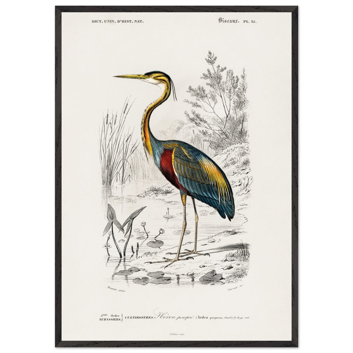 Artfulprints Poster met Lijst Charles Dessalines d'Orbigny - Purple heron (Ardea purpurea)  - 70x100 cm - Meerkleurig