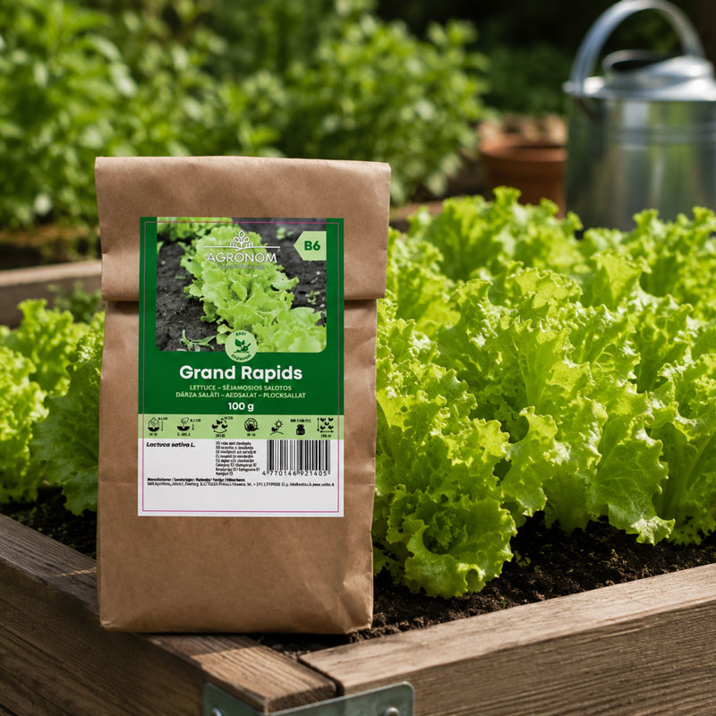 Plocksallat 'Grand Rapids', storpack 100 g