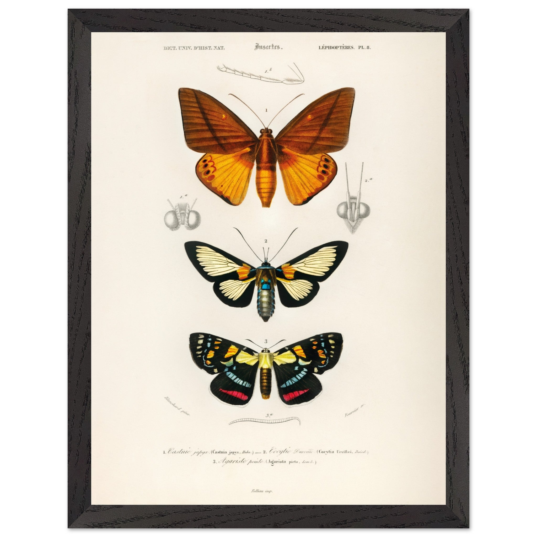 Artfulprints Poster met Lijst Charles Dessalines d'Orbigny - Collection of moths  - 30x40 cm - Oranje