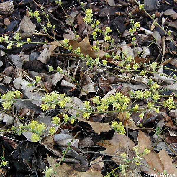 2 x Saule rampant - Salix repens- 50-60 cm pot
