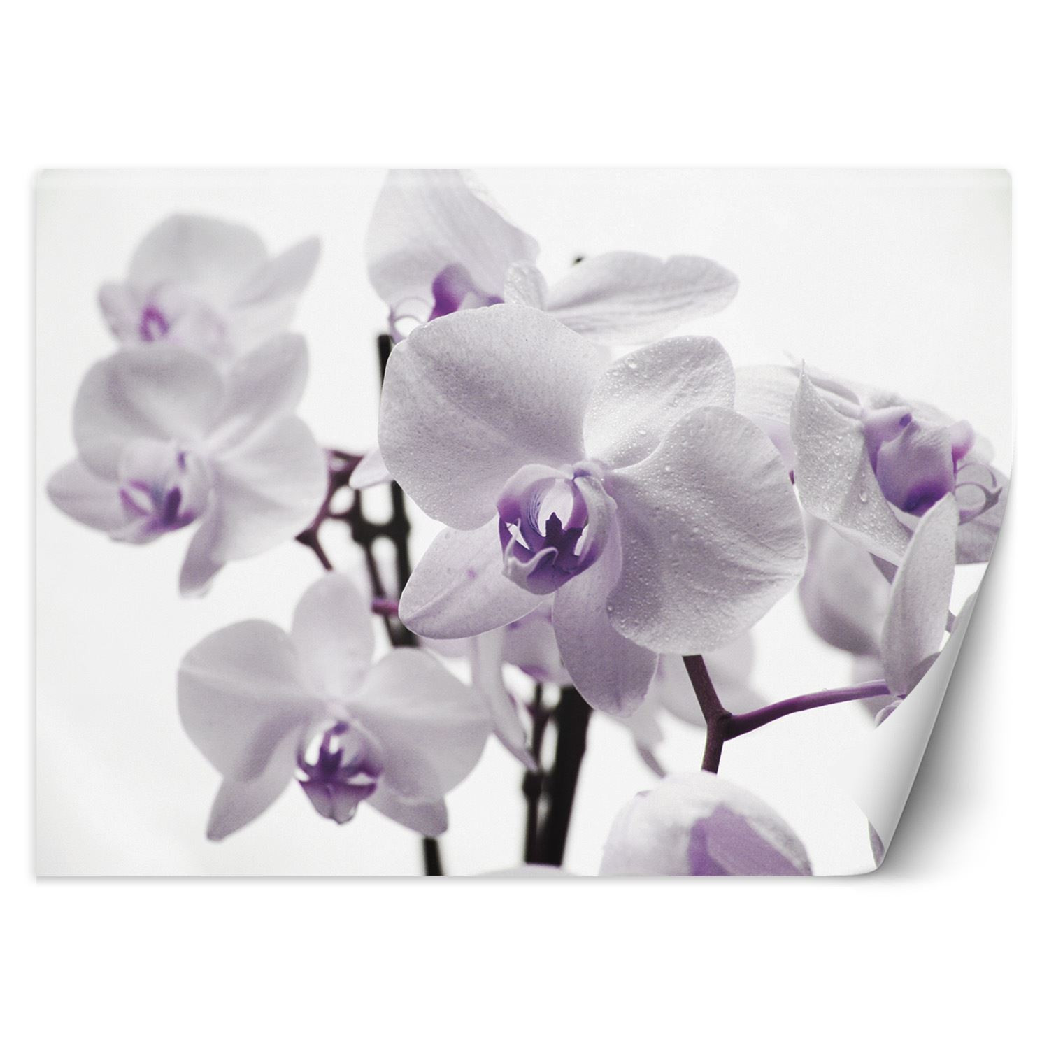 Feeby Fototapeta, Kwitnąca orchidea 150x105