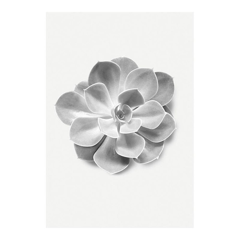POSTER KOMAR SUCCULENT AEONIUM 30 X 40 CM
