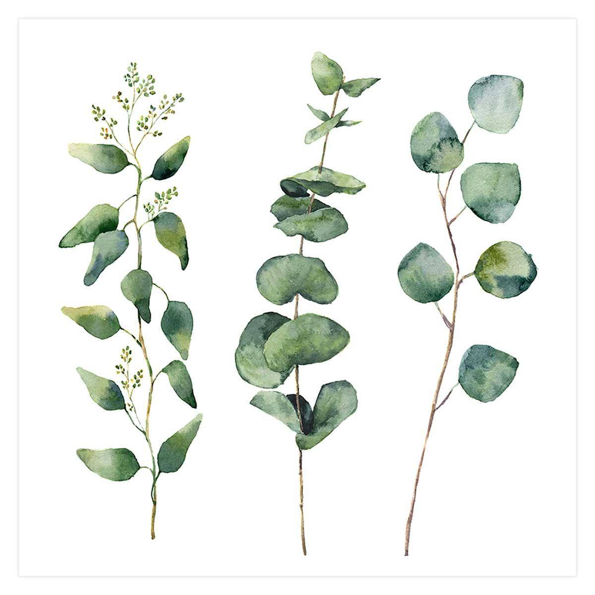 - Affiche aquarelle eucalyptus sans cadre 30x30cm