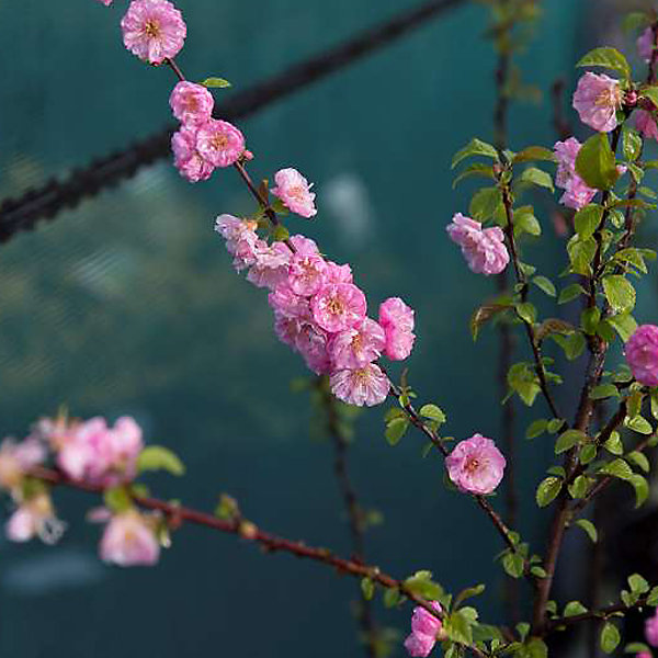 2 x Amandier de Chine - Prunus triloba- 50-60 cm pot