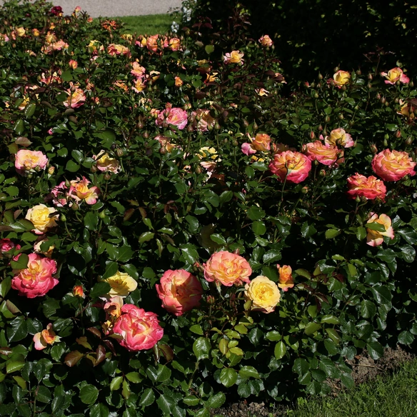 Edelrose, Rosa »Flaming Star®«, Blüte: orange, gefüllt