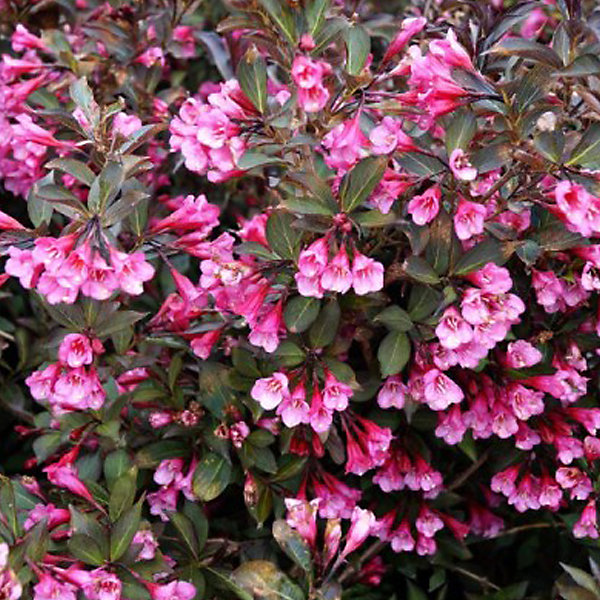2 x Weigela florida 'Victoria' - 50-60 cm pot