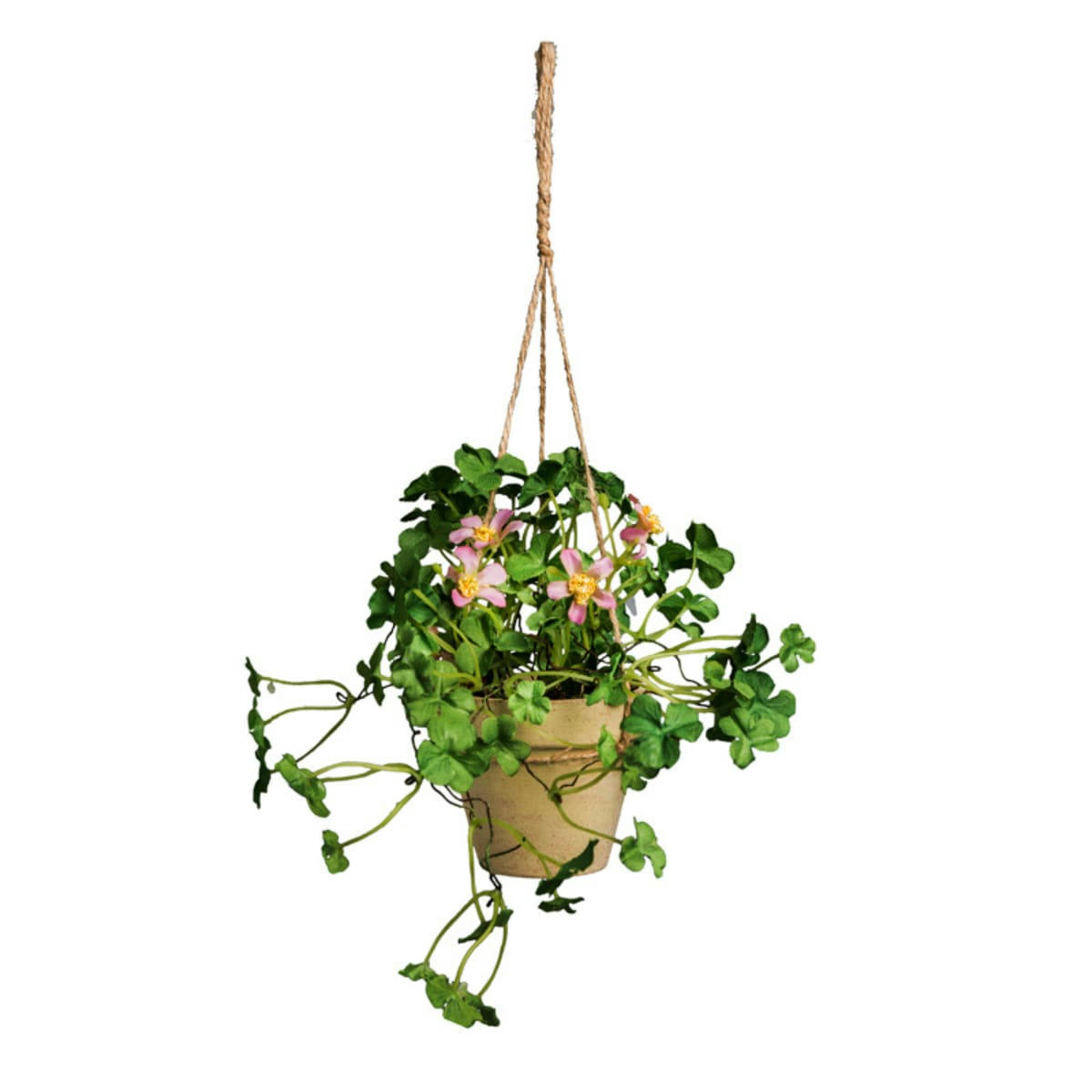 - Mini oxalis en pot à suspendre H27
