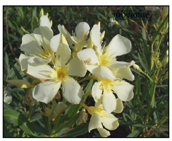 Arbres et plantes - Laurier rose 'marie gambetta' - Pot 3 L - H 80 cm - 150cm - Rose pâle - Extérieur