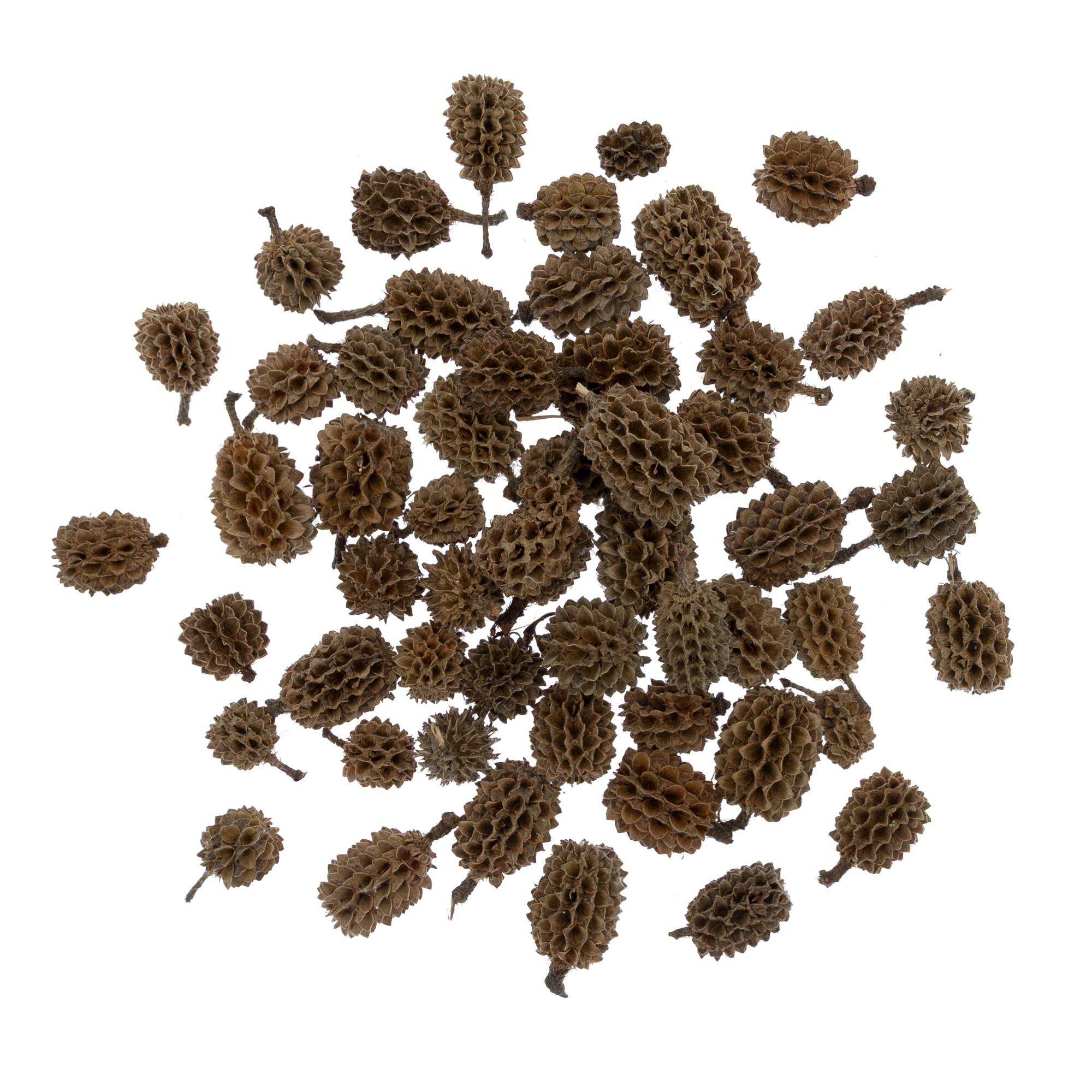 Natural Casuarina 50g