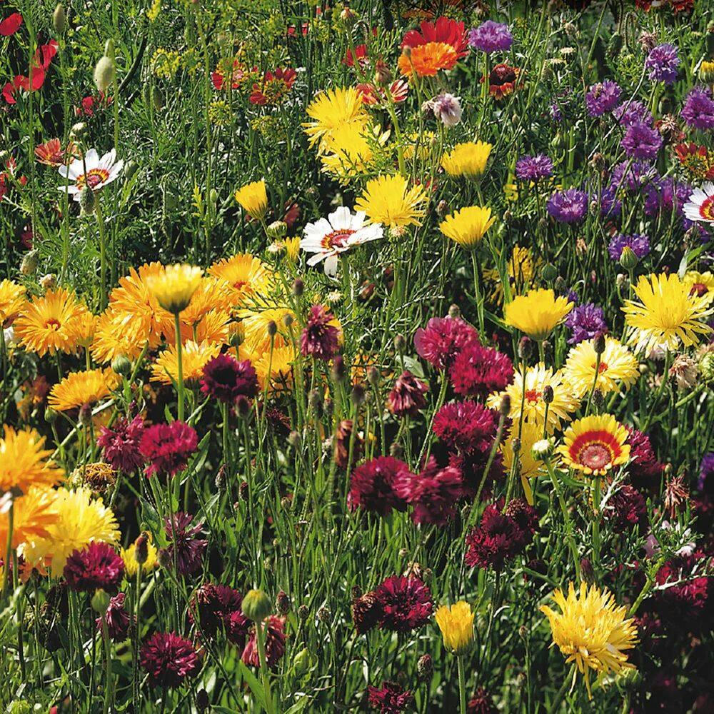All-Purpose Wildflower Seeds, Assorted