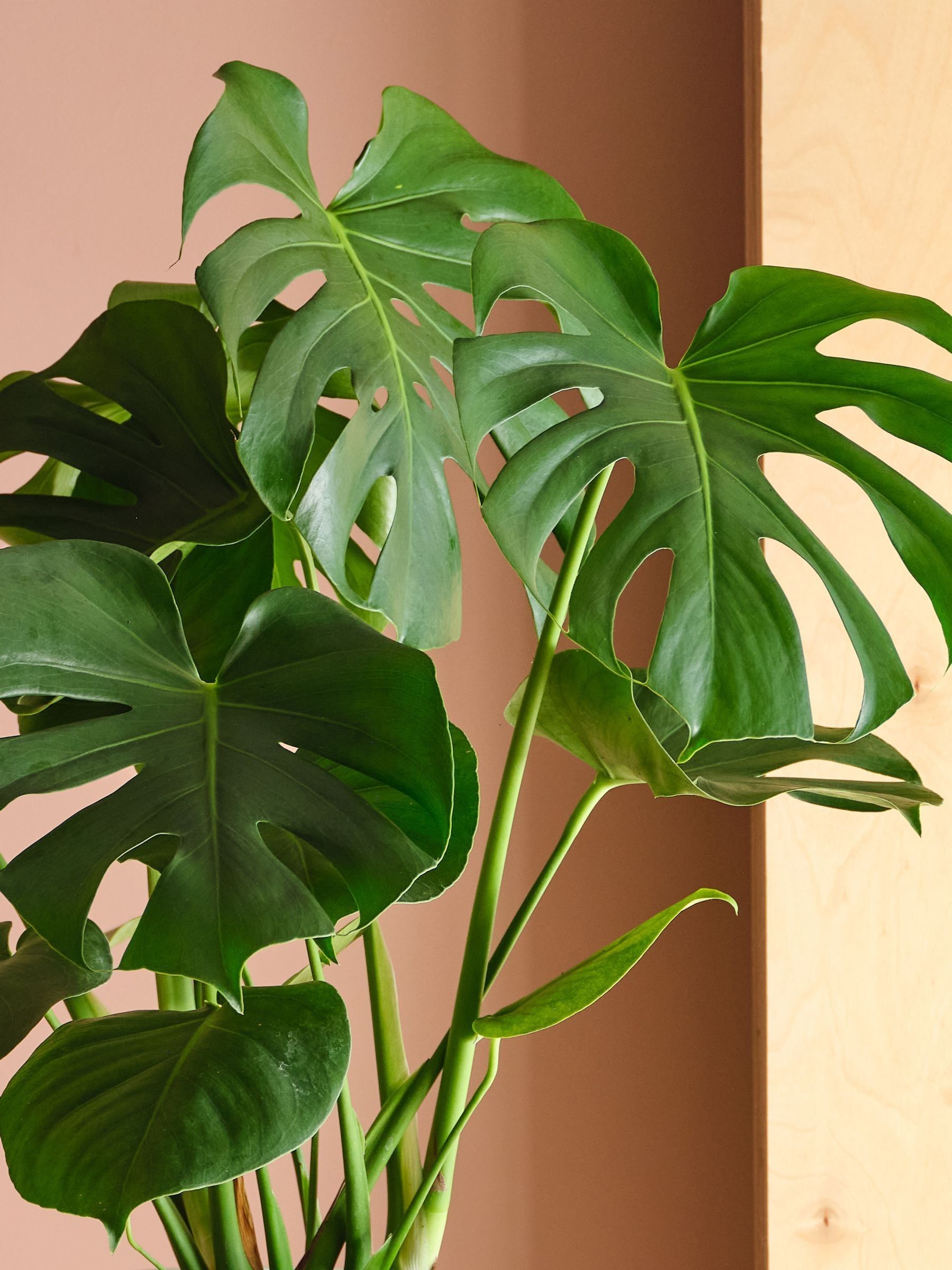 Beards & Daisies Oyster Real Monstera Swiss Cheese Plant in Earthenware Pot