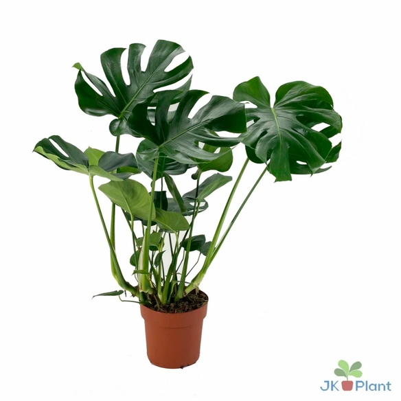 Grünpflanze, Monstera deliciosa, T 21 H 60