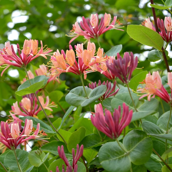 Geißblatt, Lonicera »American Beauty«, Blüte: zweifarbig