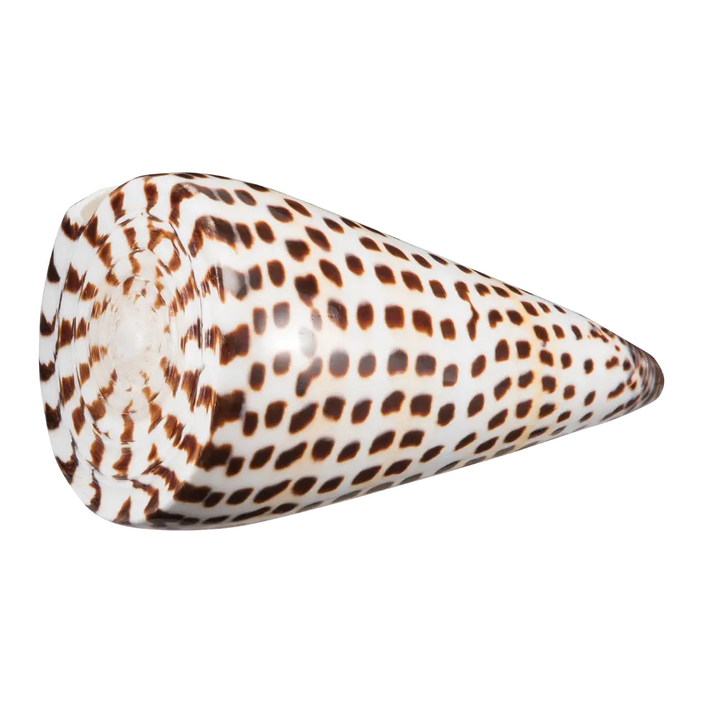 Muschel Muschel