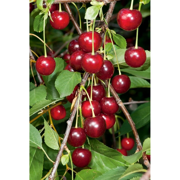 Sauerkirsche, Prunus cerasus »Schattenmorelle«, Früchte: süß-säuerlich
