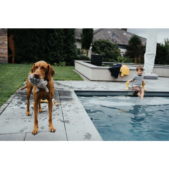 Hundespielzeug, grau