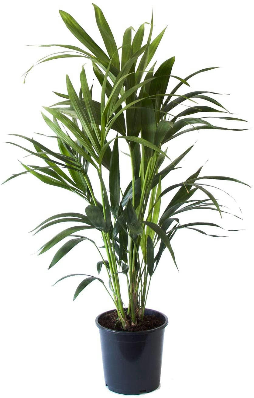 - Plante d'intérieur - Palmier Kentia Howea de 90cm