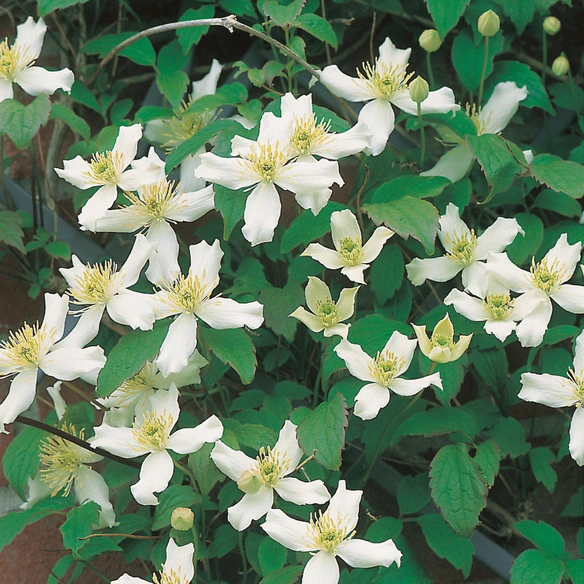 Bergwaldrebe, Clematis montana »Wilsonii«, Blüte: weiß