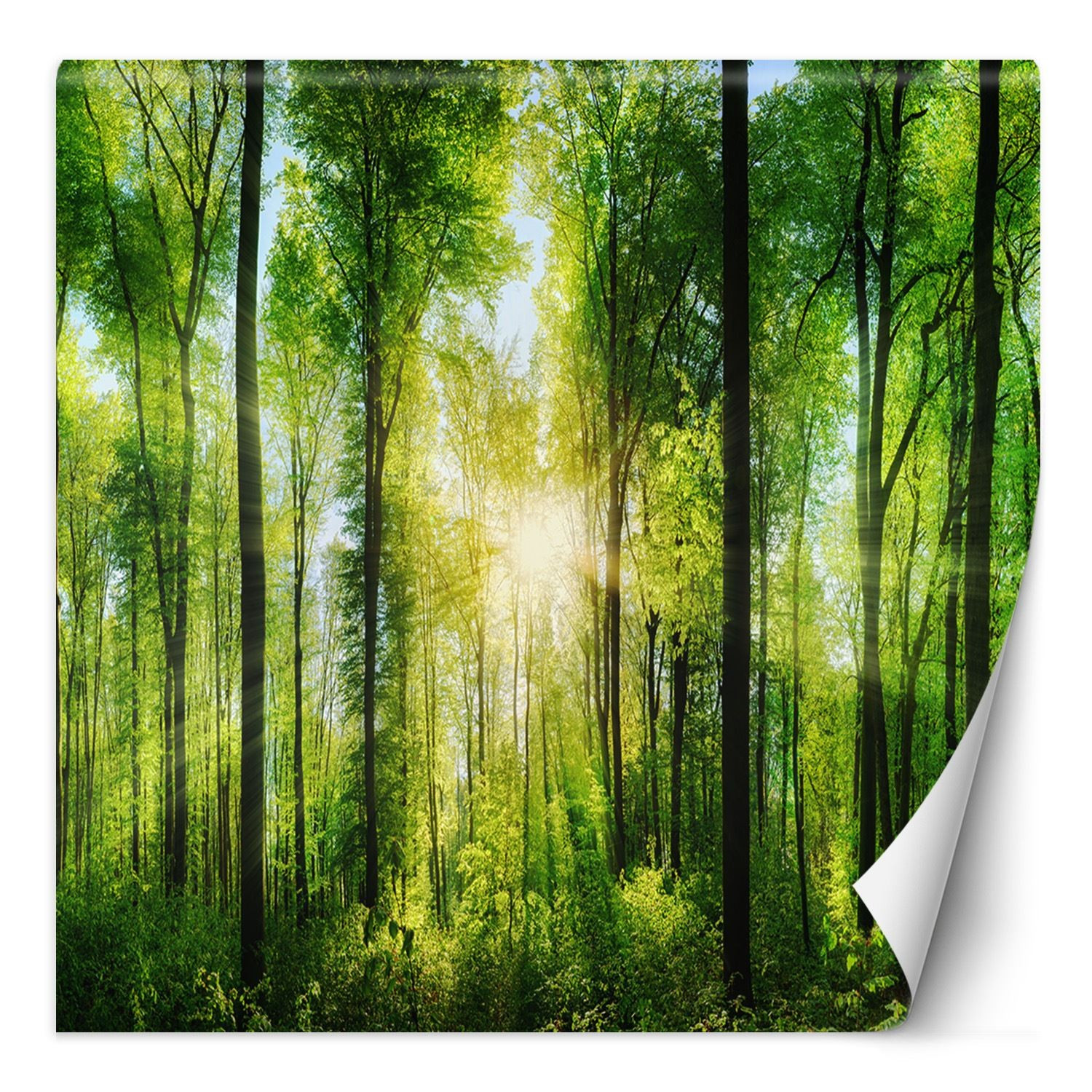 Feeby Fototapeta, Las drzewa promienie słońca natura 100x100