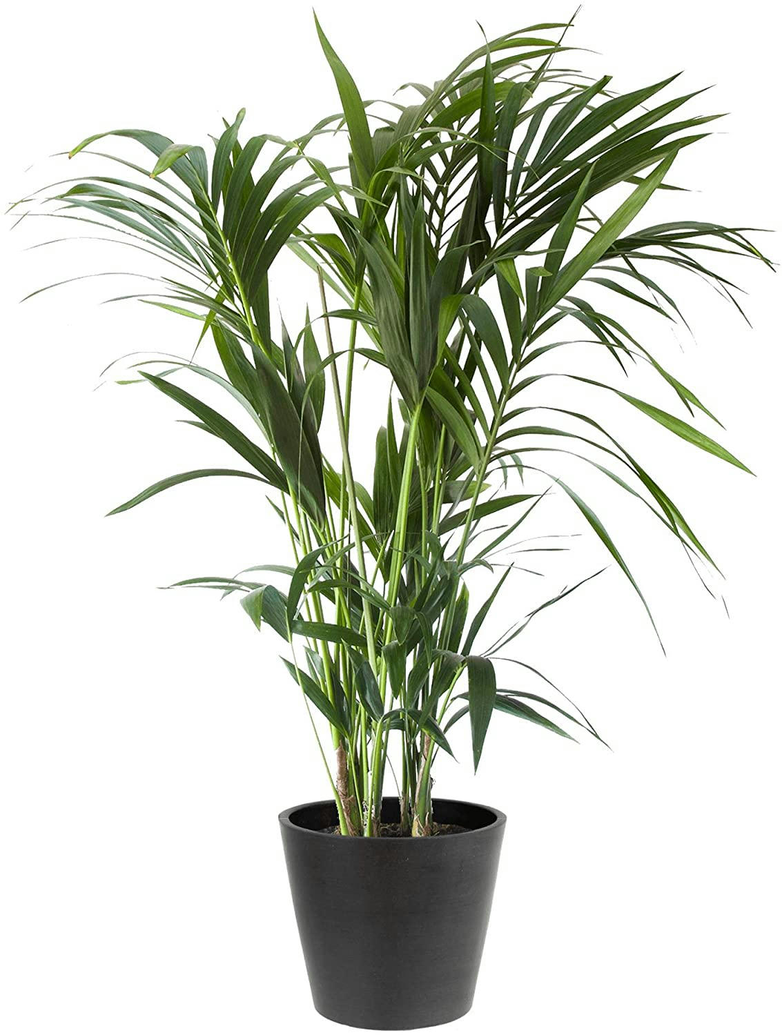 - Plante d'intérieur - Palmier Kentia de 120cm en pot noir