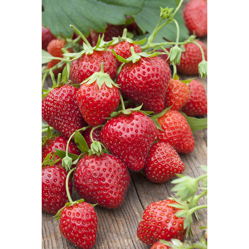 Fraisier Mara de bois en pot