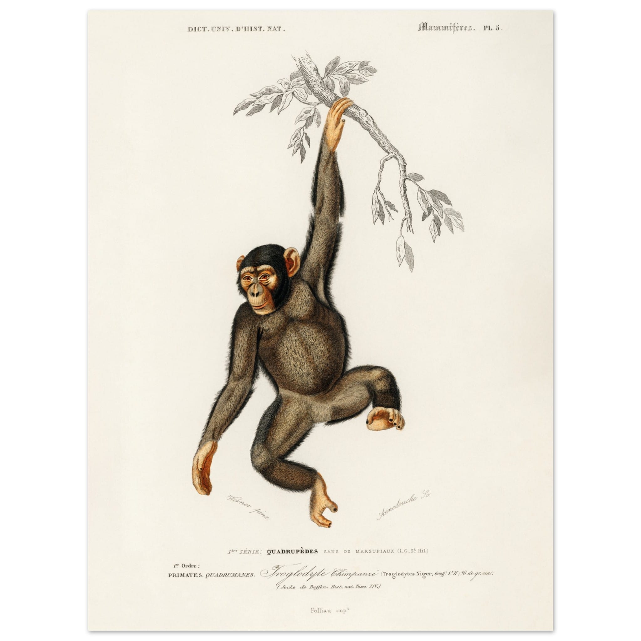 Artfulprints Poster Charles Dessalines d'Orbigny - Chimpangze (troglodyte chimpanze)  - 30x40 cm - Bruin