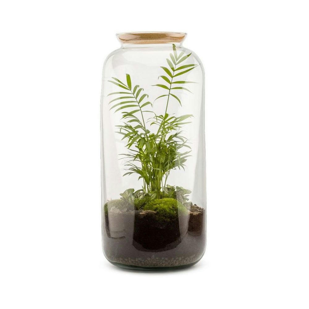 TERRA KIT - Kit terrarium plantes bonbonne l (23 x 51 cm)