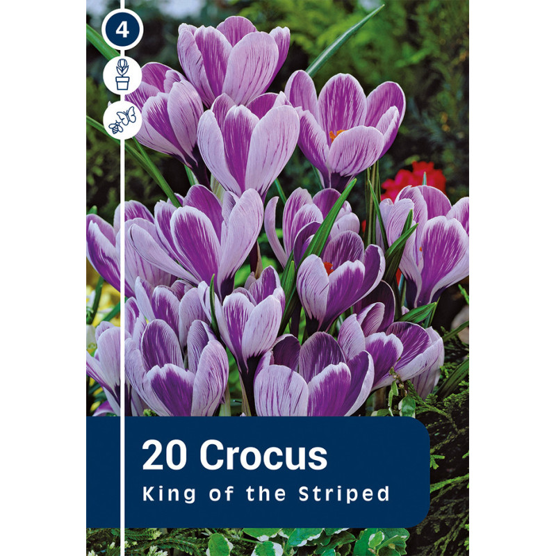 Bulbes de crocus King of the Striped 20 pièces