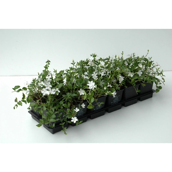 Kleines Immergrün, Vinca minor »Alba«, Blattfarbe: grün, Blüte: weiß