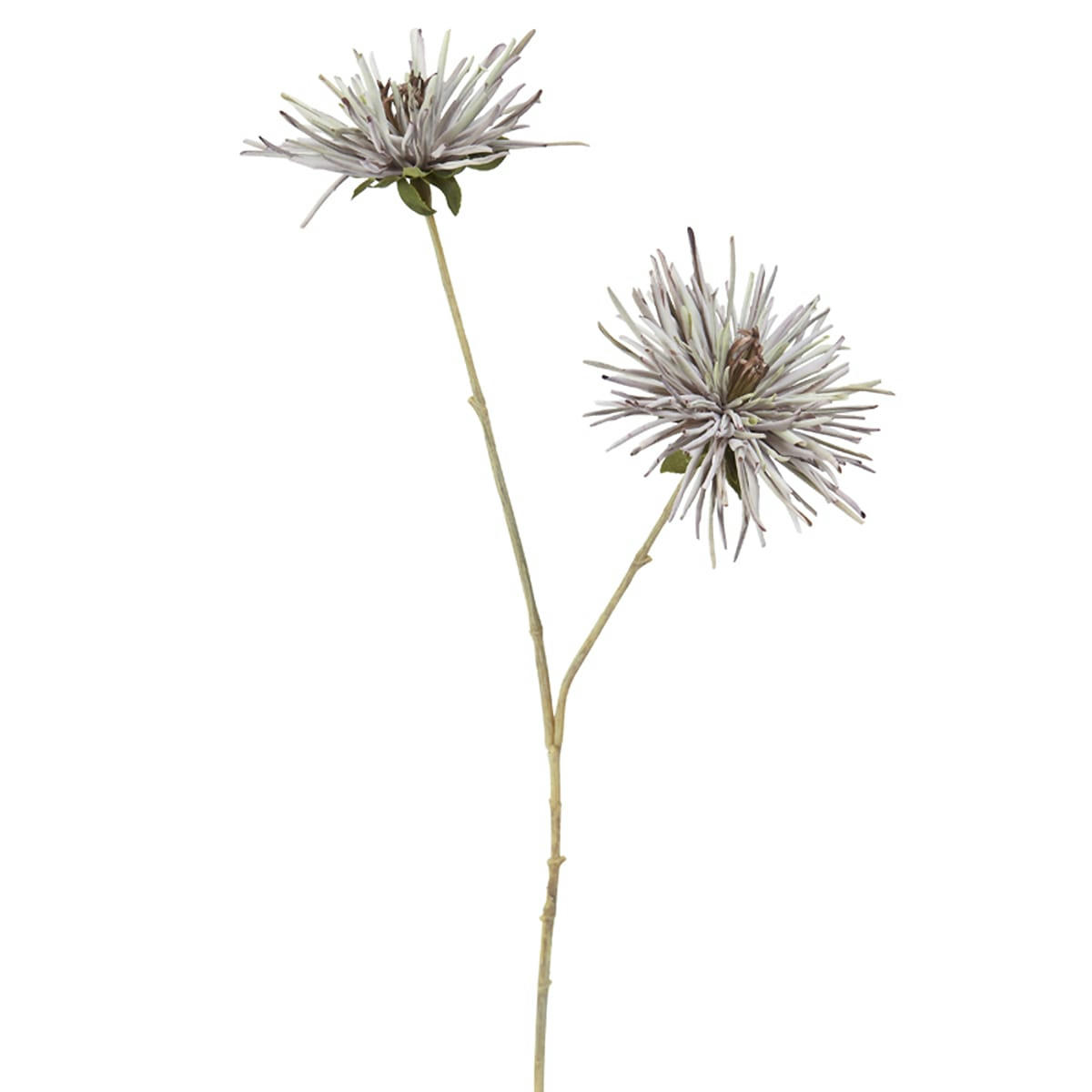 - Chrysanthème mum 2 têtes h73