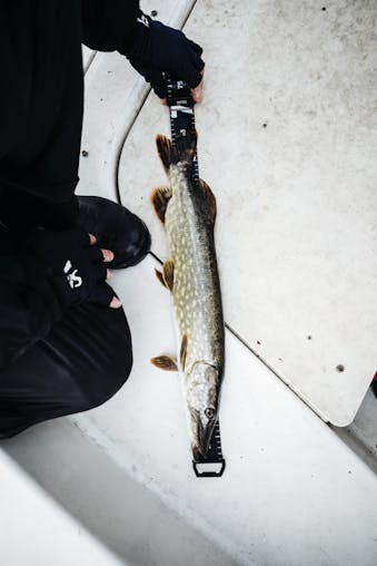 150cm Rapala Spring-Loaded Retractable Fish Measuring Tape - RCD Roll Ruler