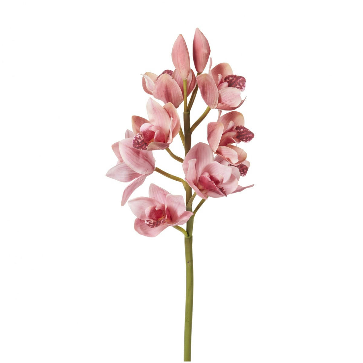 - Orchidée cymbidium H62