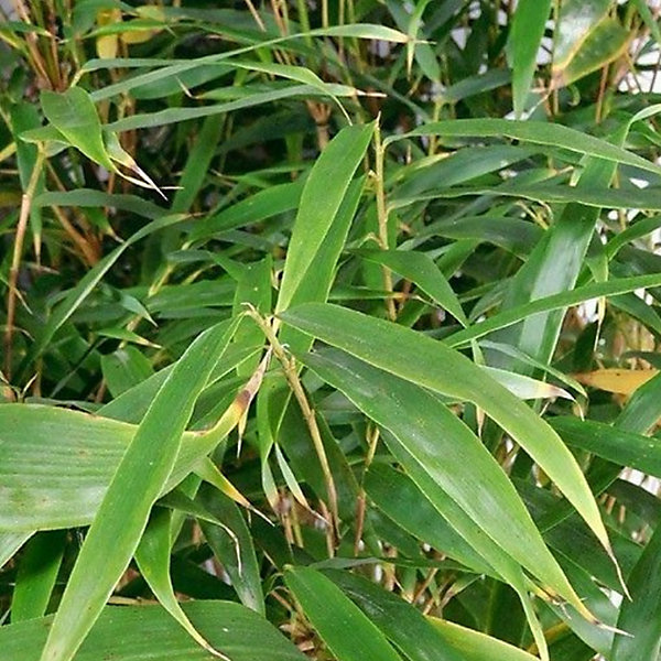 2 x Fargésia, Bambou parapluie 'Formidable' - Fargesia robusta 'Formidable'- 40-50 cm pot