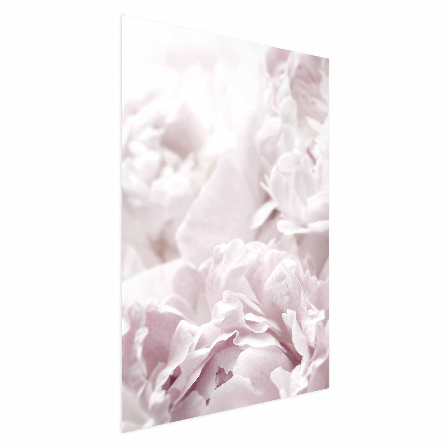 Plakat Puszyste peonie 21x30 cm