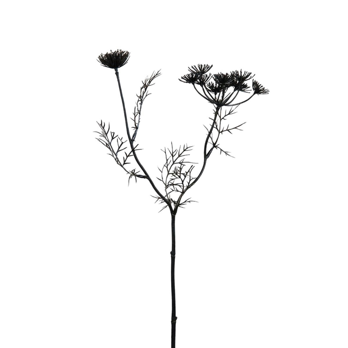 - Tige de carotte sauvage H42