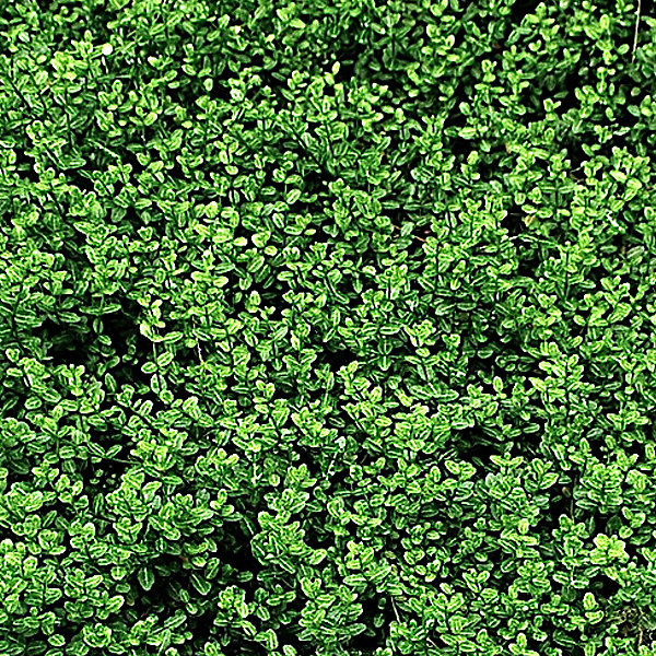 2 x Fusain persistant 'Minimus' - Euonymus fortunei 'Minimus'- 20-30 cm pot