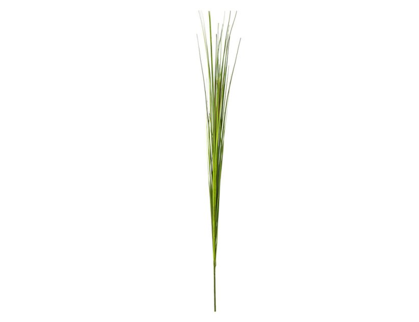 Einzelrispe Isolepsis grün