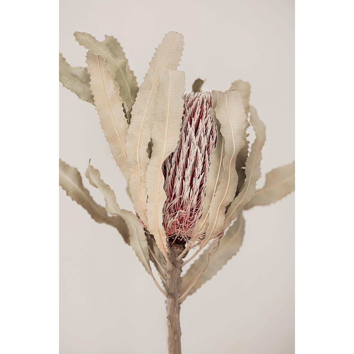 FLEUR - Tableau sur verre synthétique plante sèche 80x120 cm