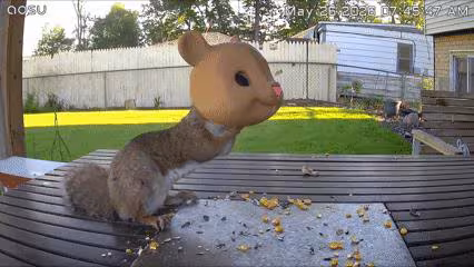 Giant Chipmunk Head Squirrel Feeder