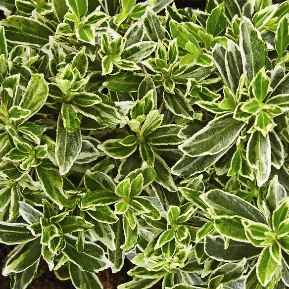 Spindelstrauch, Euonymus japonicus »Microphyllus Var.«, weiß, winterhart