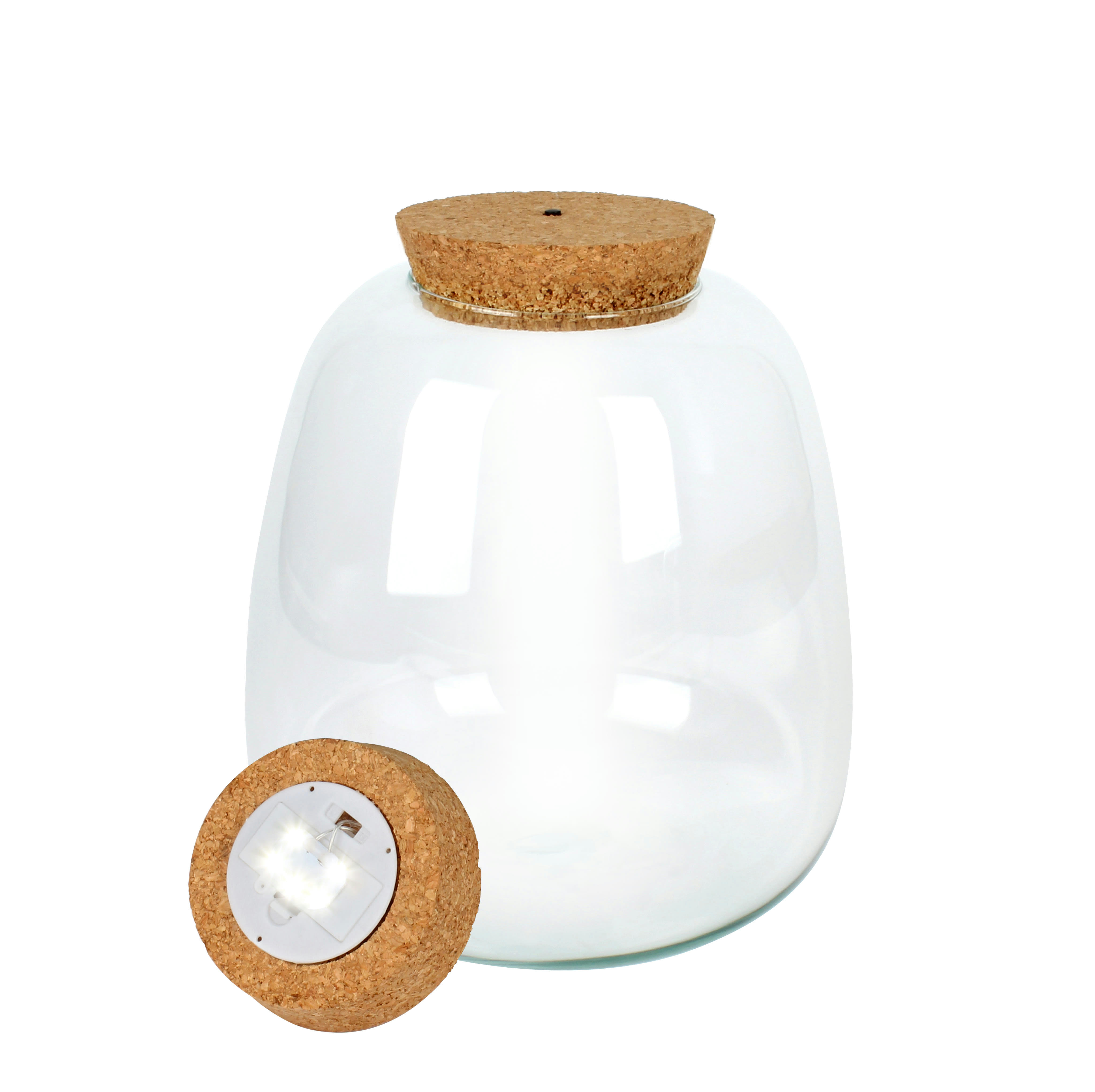 - Plante d'intérieur - Terrarium de 3 plantes