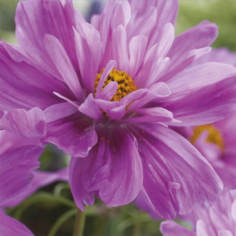 Rosenskära 'Fizzy Pink'
