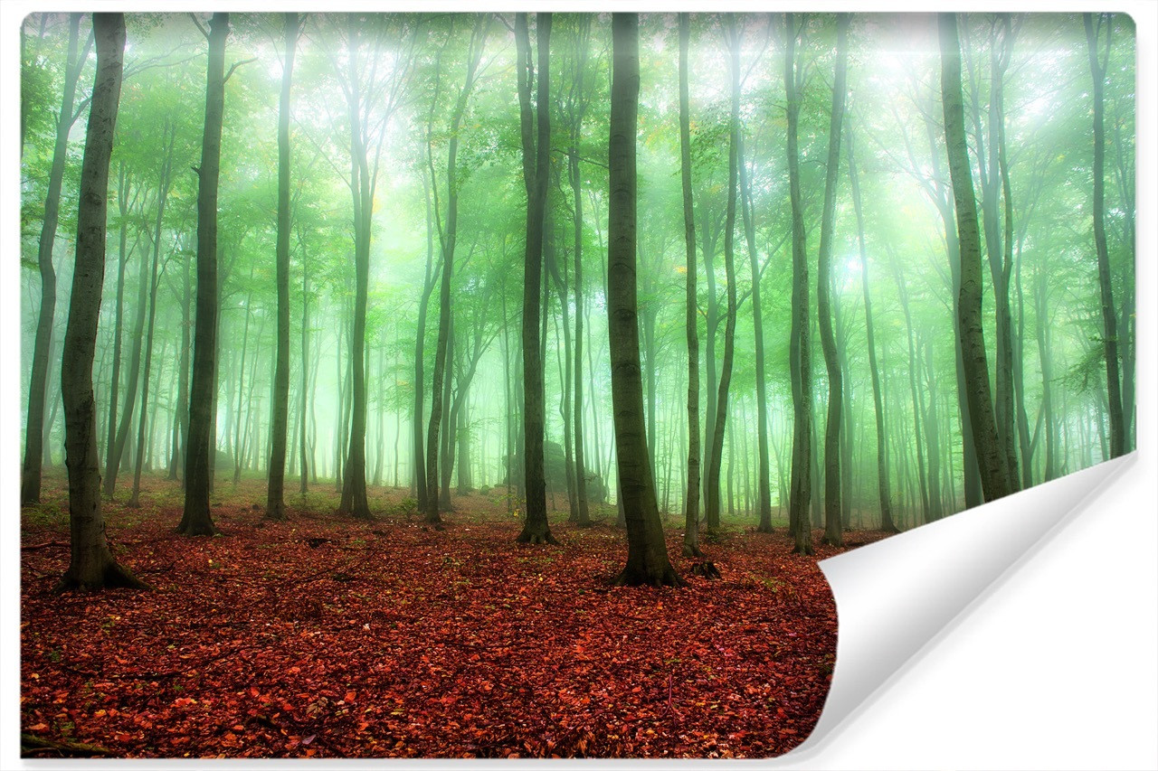 Fototapeta Las We MGLE Kolorowe Liście 3D 90x60cm