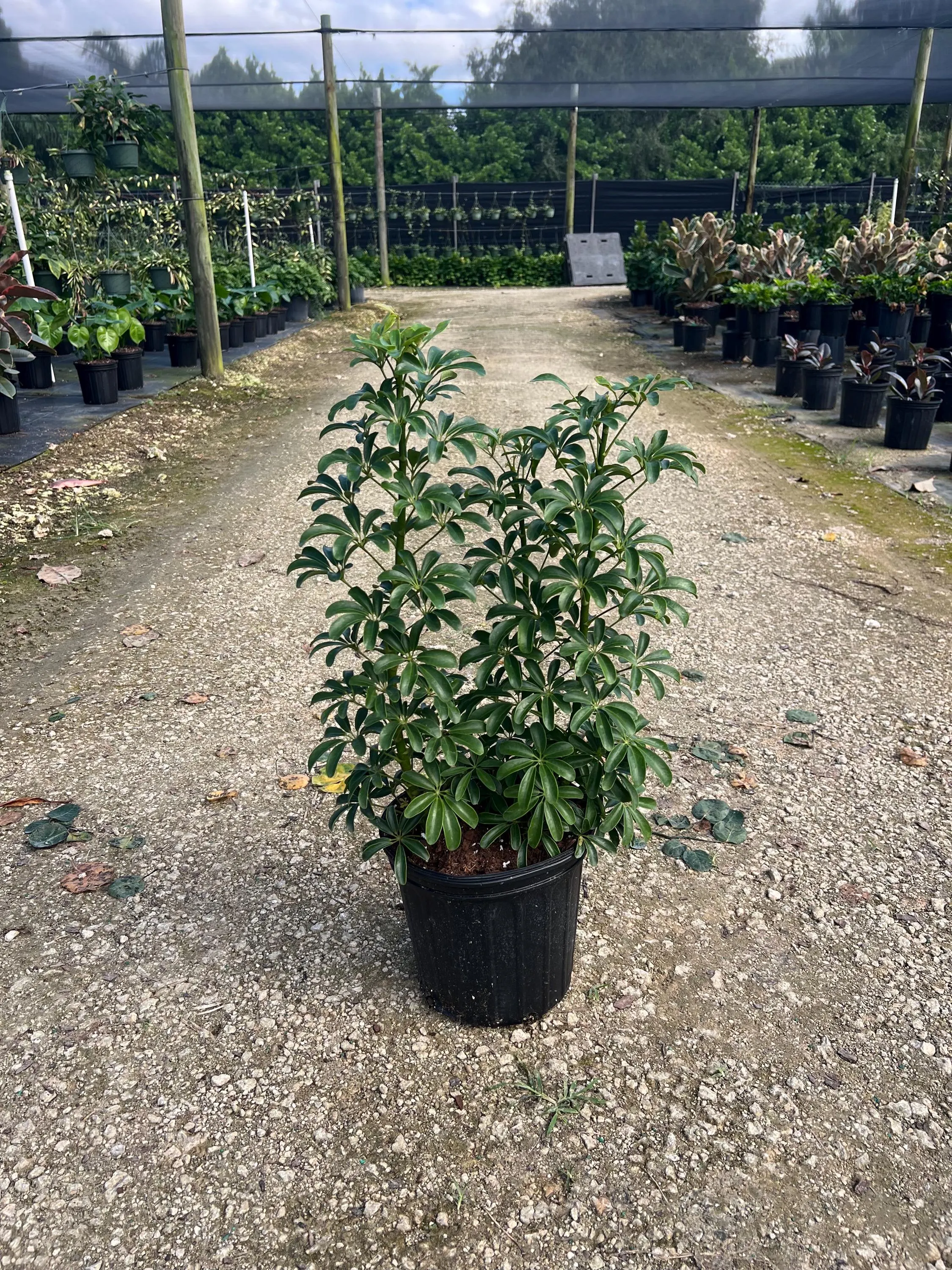 Arboricola Mini | Dwarf Umbrella Tree | Live Indoor & Outdoor Tropical Houseplant | Home and Office Decor | Rooted Easy-Care Plant in 8